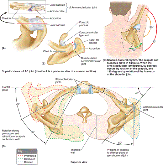 Acromioclavicular-scapulothoracic-and-sternoclavicular-joints.gif